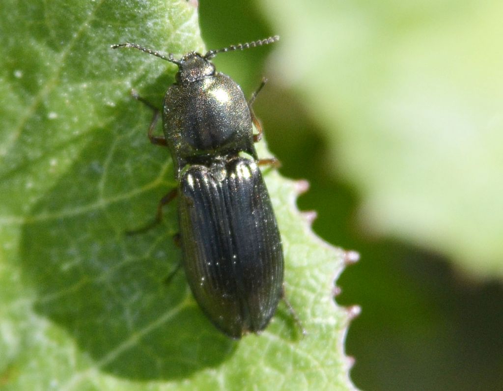 Elateridae:  Selatosomus sp.